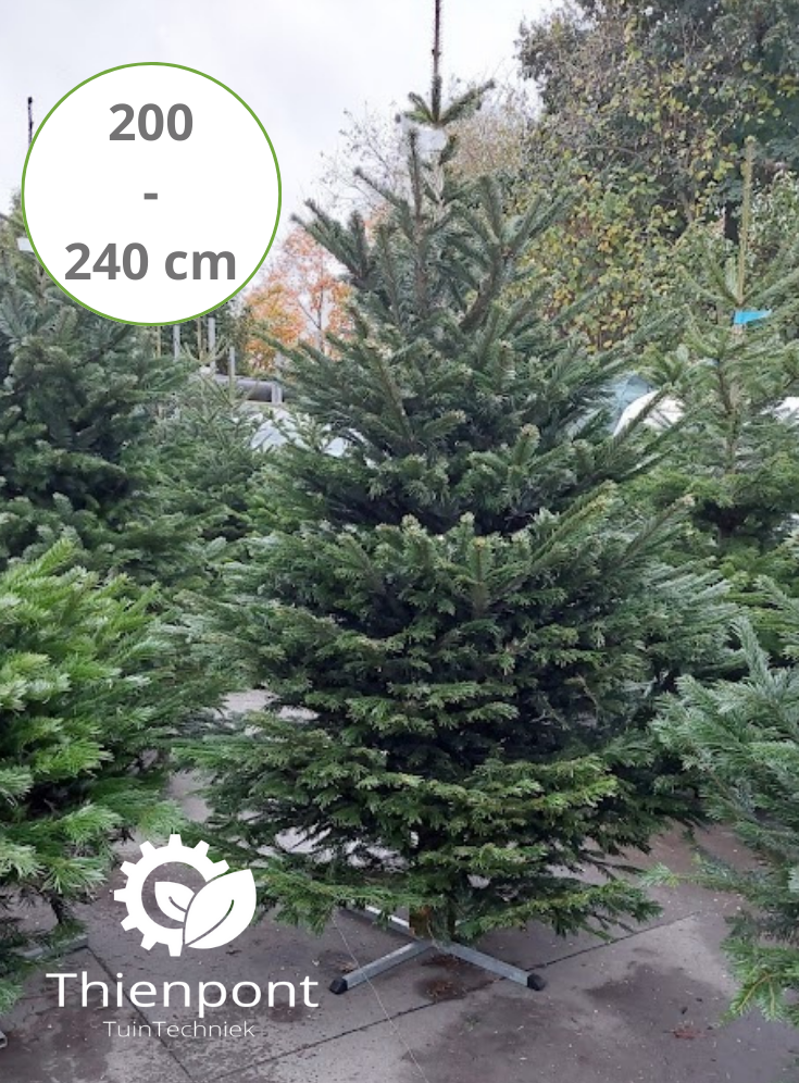 Abies Nordmannia 200 - 240cm - afgezaagd