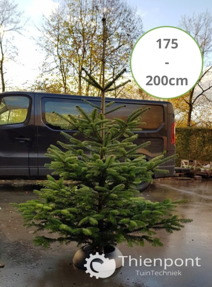 Abies Nordmannia 175 - 200cm - afgezaagd