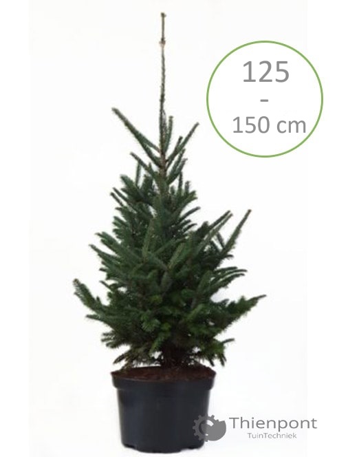 Abies Fraseri 125 -150cm in pot gekweekte kerstboom