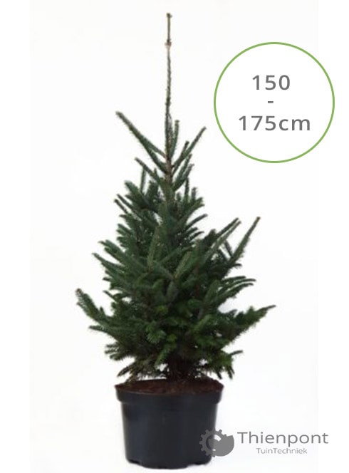 Abies Fraseri 150 -175cm in pot gekweekte kerstboom