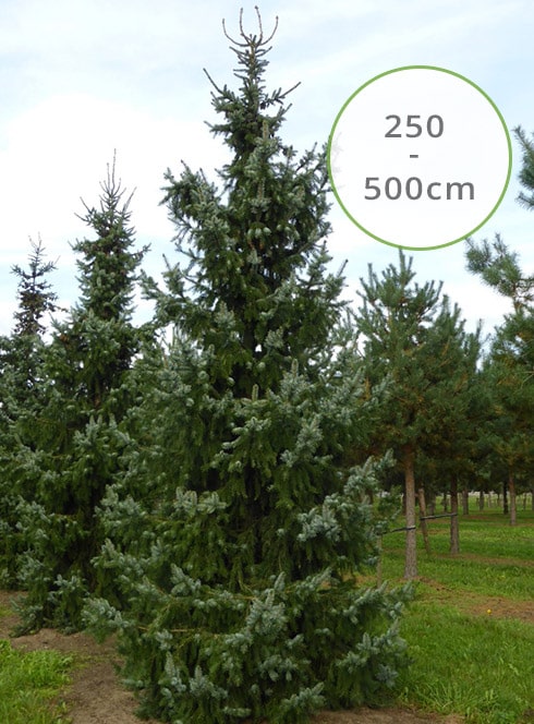 Picea Omorika 250 - 500cm kerstboom afgezaagd