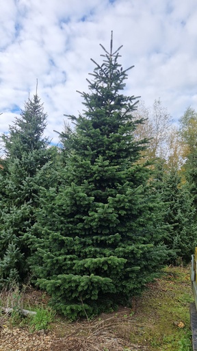 Abies Nordmannia 500 - 600cm - afgezaagd