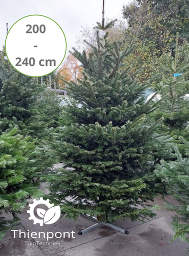 [Nordmann200] Abies Nordmannia 200 - 240cm - afgezaagd