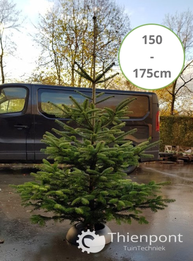 Abies Nordmannia 150 - 175cm - afgezaagd