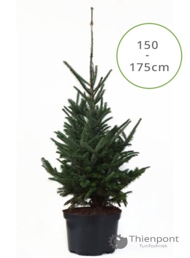 [Fraseri150] Abies Fraseri 150 -175cm in pot gekweekte kerstboom