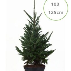 Abies Fraseri 100 - 125cm in pot gekweekte kerstboom