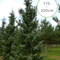 Picea Omorika 175 - 250cm kerstboom afgezaagd