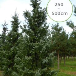 Picea Omorika 250 - 500cm kerstboom afgezaagd