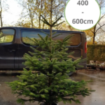 Abies Nordmanniana 400 - 600cm kerstboom afgezaagd
